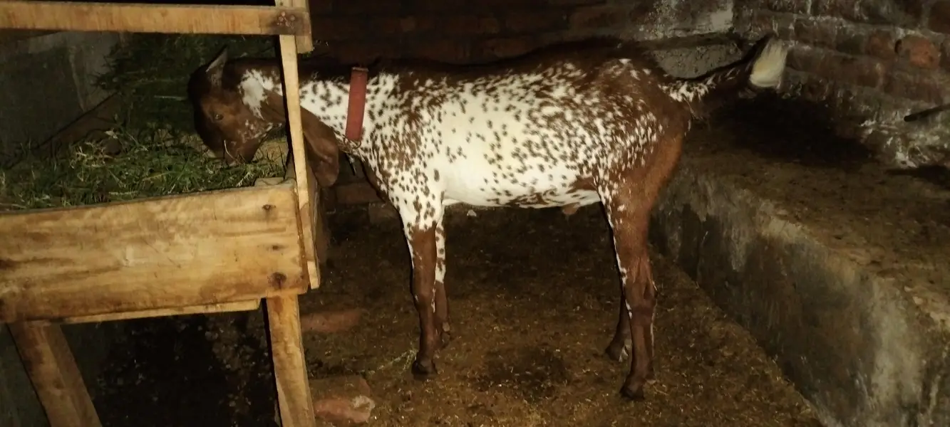 kheera ha abi — photo 3
