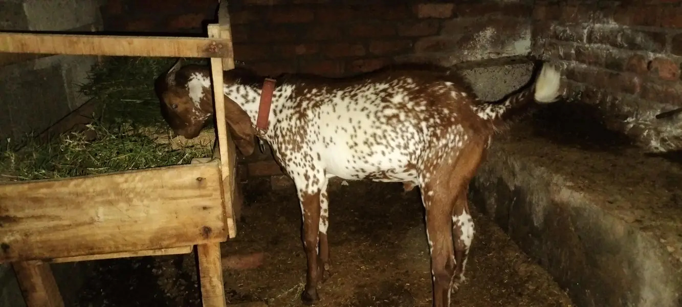 kheera ha abi — photo 5