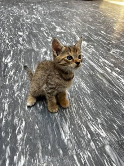 Semi perisan female kitten