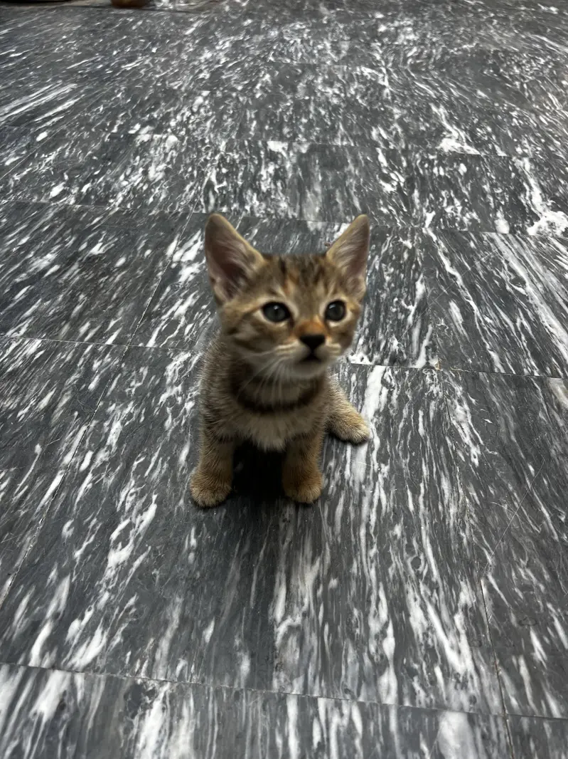 Semi perisan female kitten — photo 2