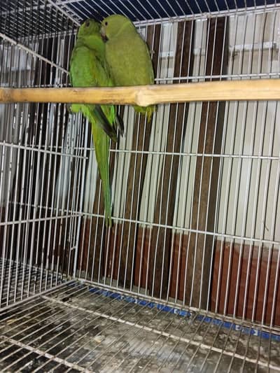 green ring neck parrot male