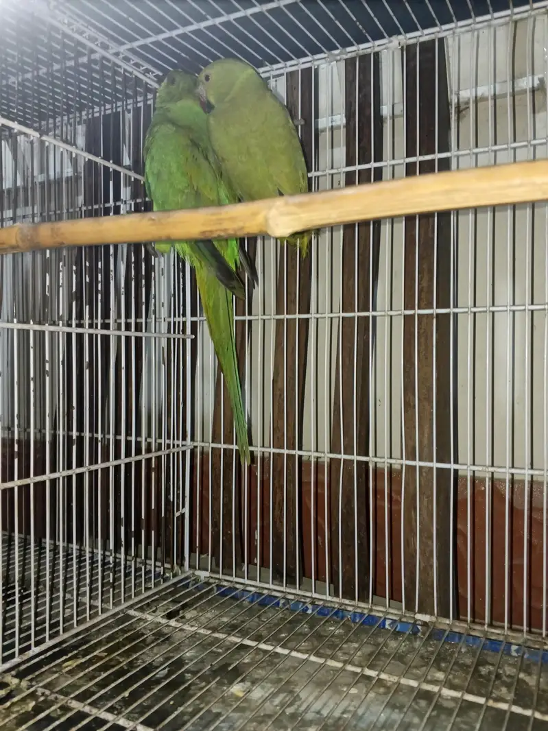 green ring neck parrot male — photo 2