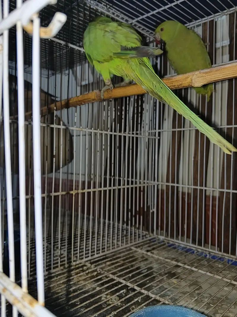 green ring neck parrot male — photo 3
