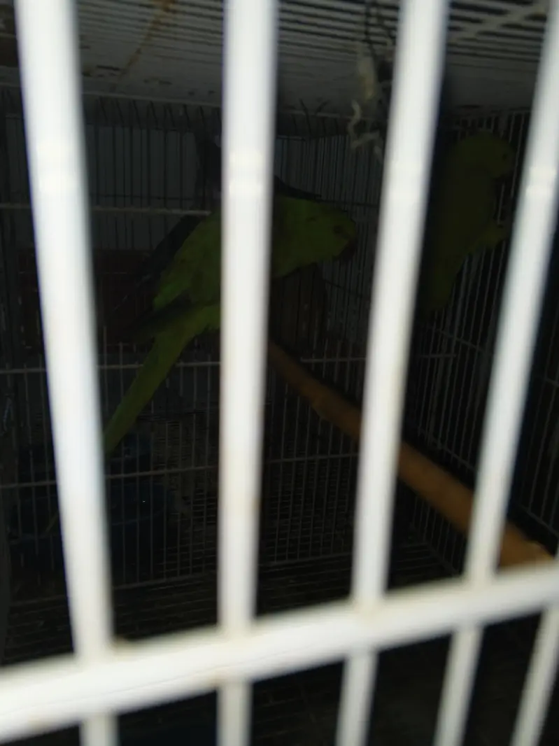 green ring neck parrot male — photo 4