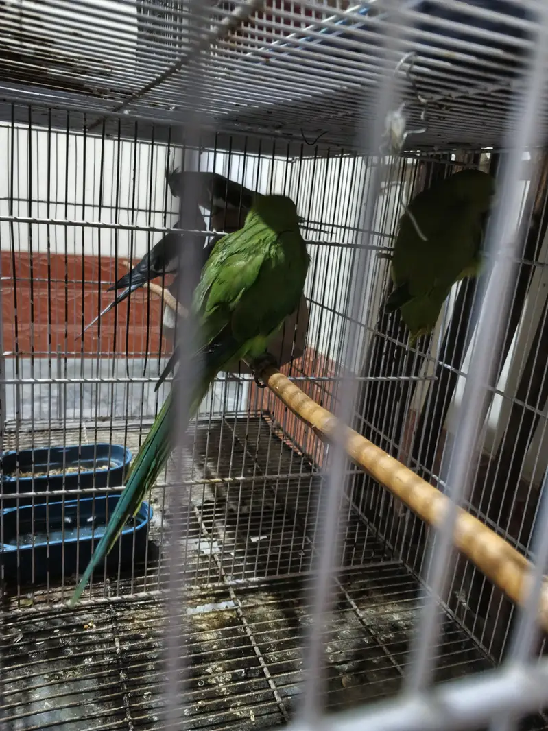 green ring neck parrot male — photo 5
