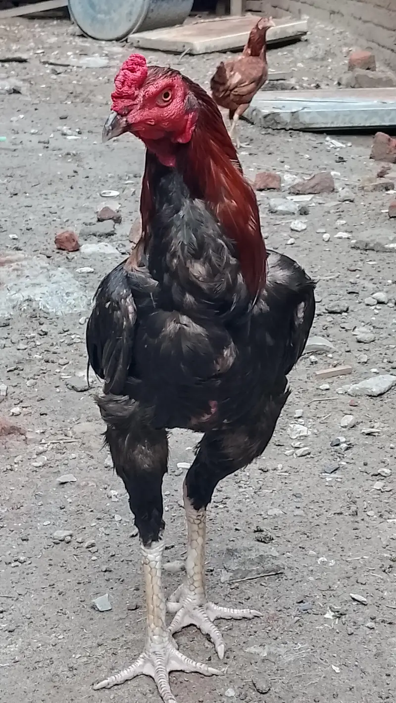 lakha nasal — photo 2