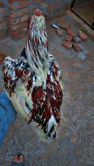 aseel cheena for sale home breed