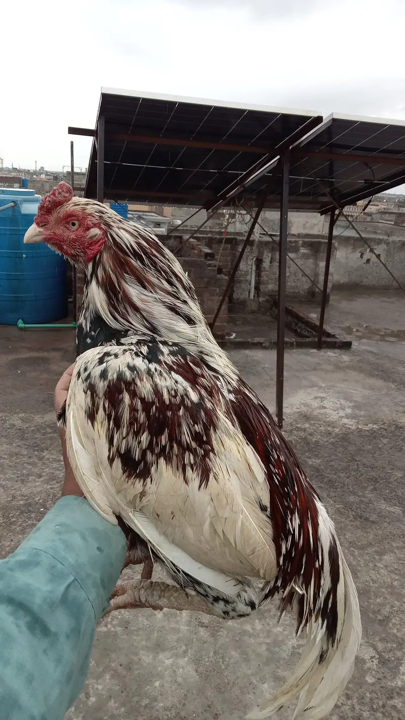 aseel cheena for sale home breed — photo 2