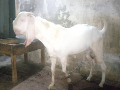 Kheera Rajan Puri Gulabi Bakra  (03116287071)