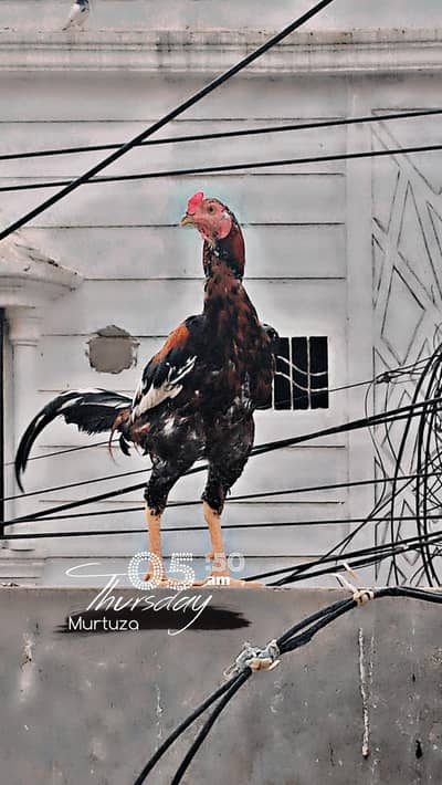 Sindhi aseep murga