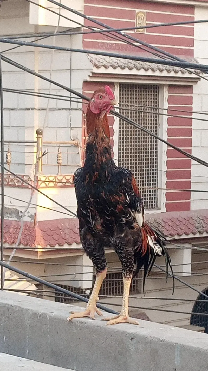 Sindhi aseep murga — photo 2