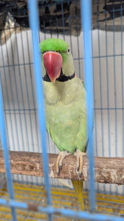 kashmiri raw parrot