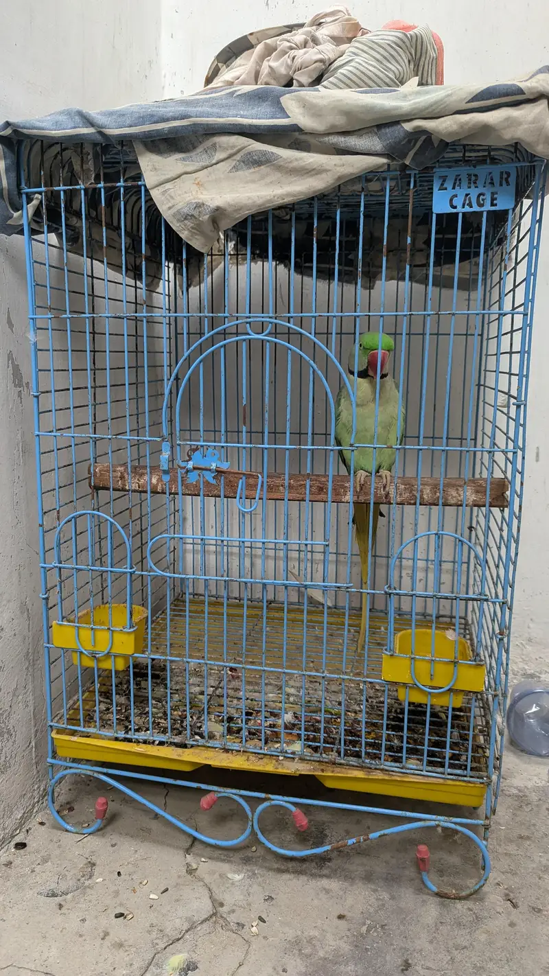 kashmiri raw parrot — photo 2