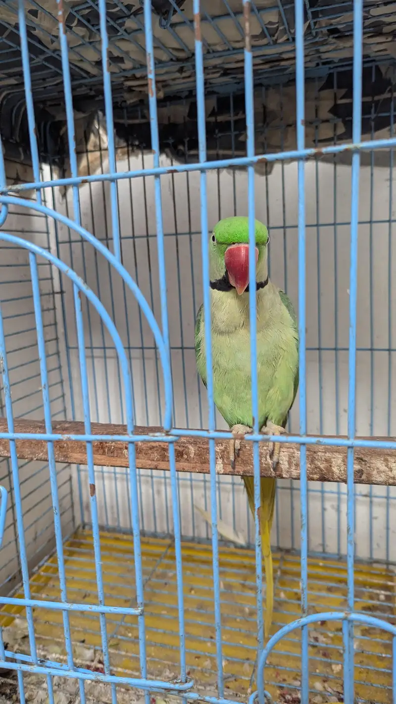 kashmiri raw parrot — photo 3