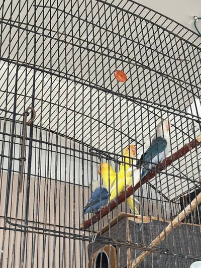 Love bird breeder