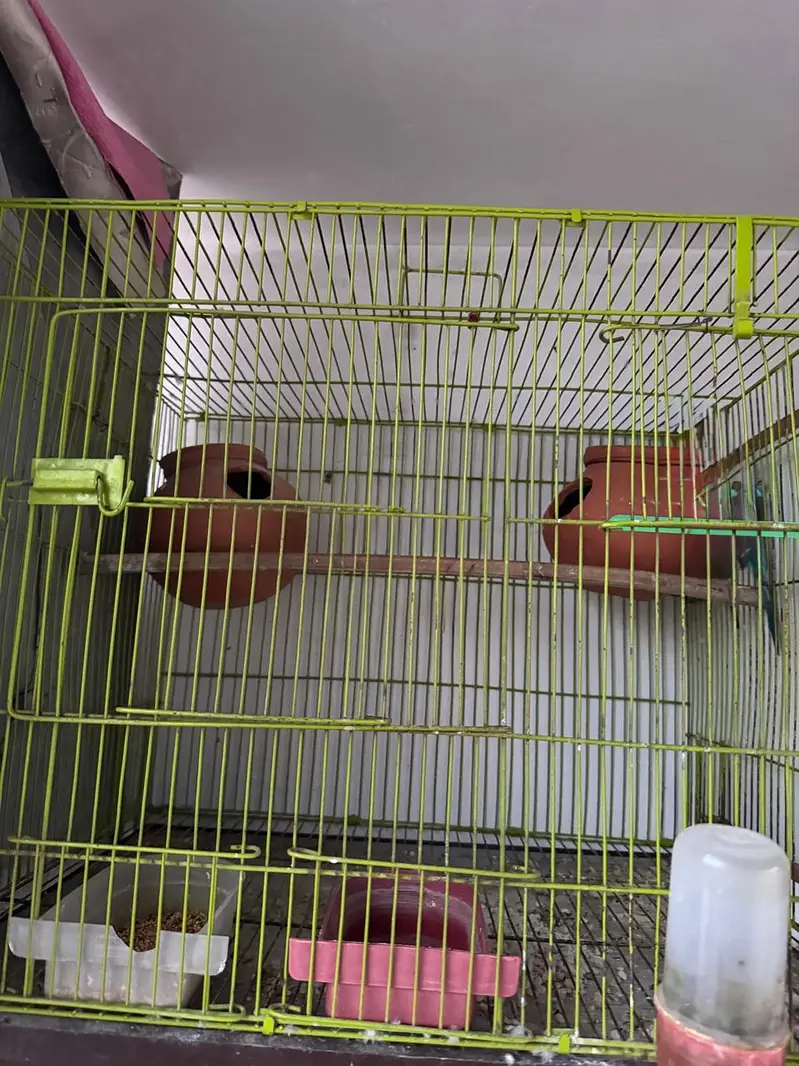 Love bird breeder — photo 2