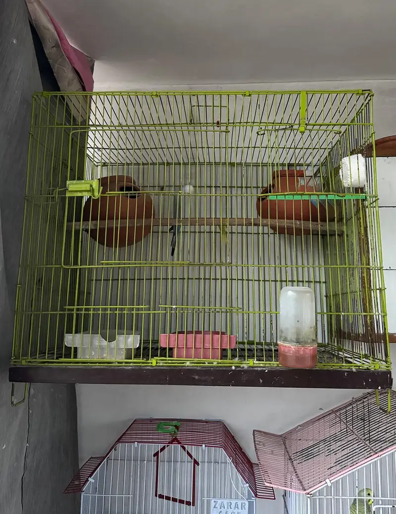 Love bird breeder — photo 3