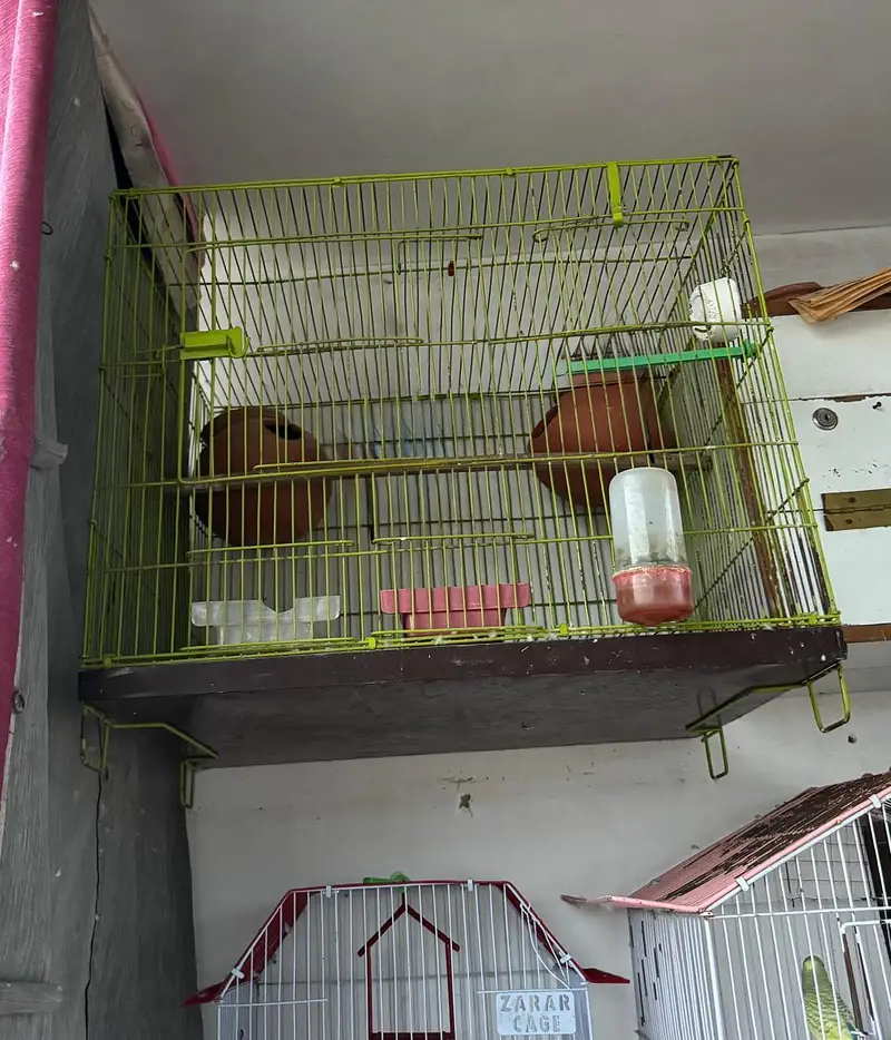 Love bird breeder — photo 4