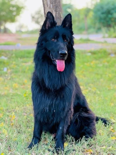 Bkack German shepherd PKU pedigree for sale