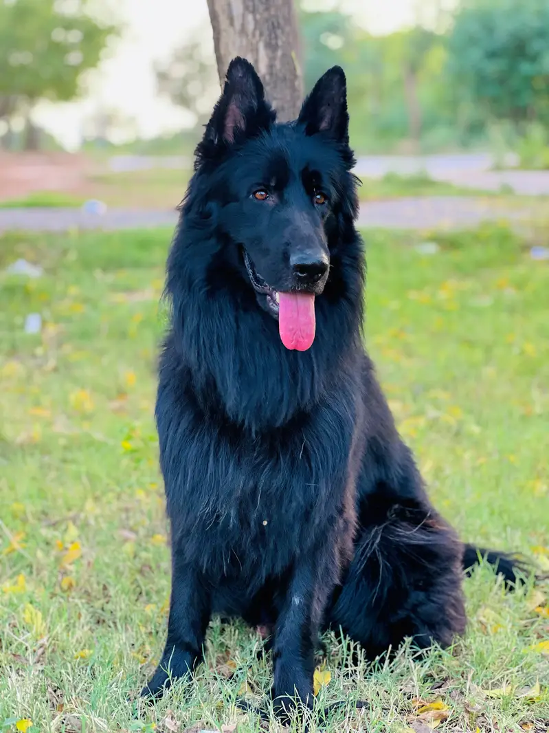 Bkack German shepherd PKU pedigree for sale — photo 2