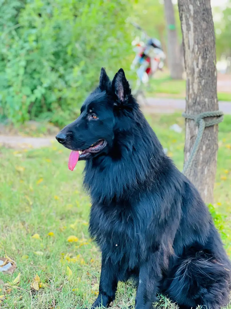 Bkack German shepherd PKU pedigree for sale — photo 3