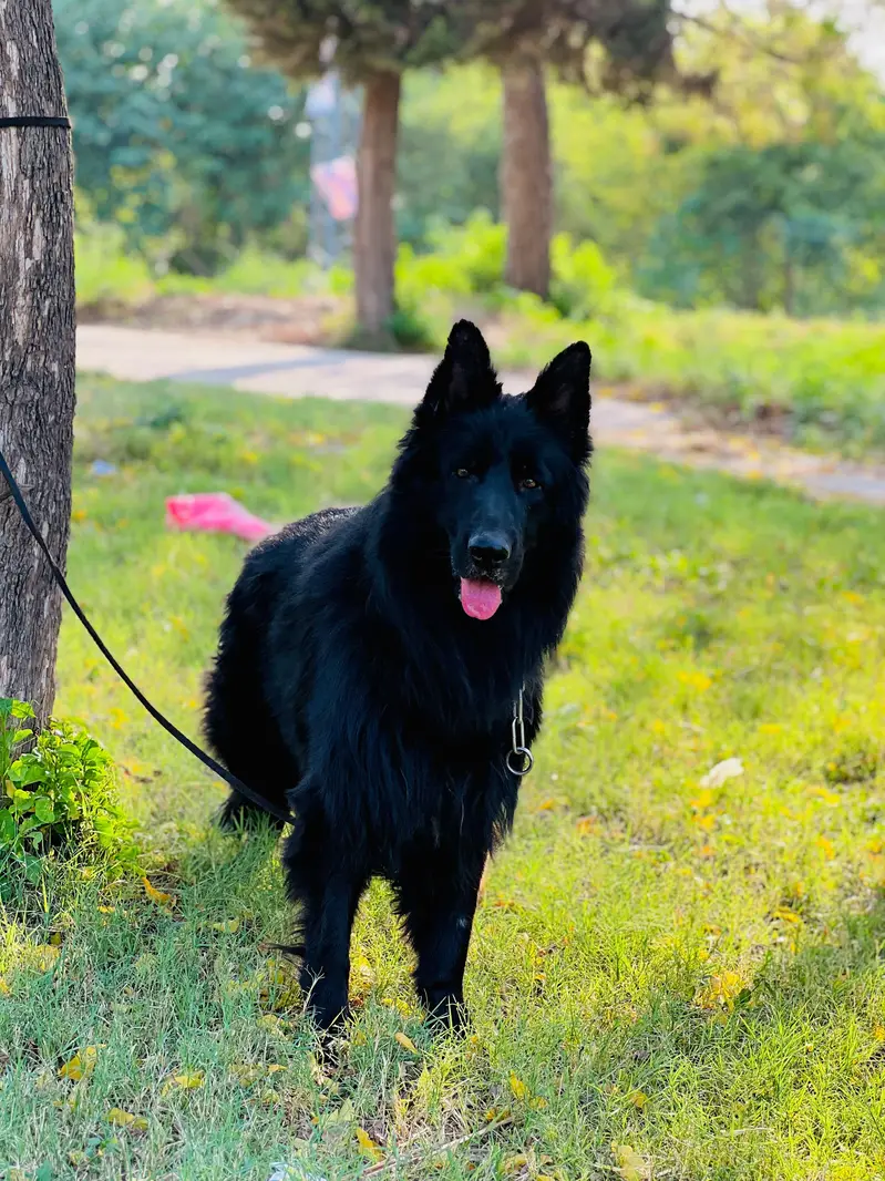 Bkack German shepherd PKU pedigree for sale — photo 4