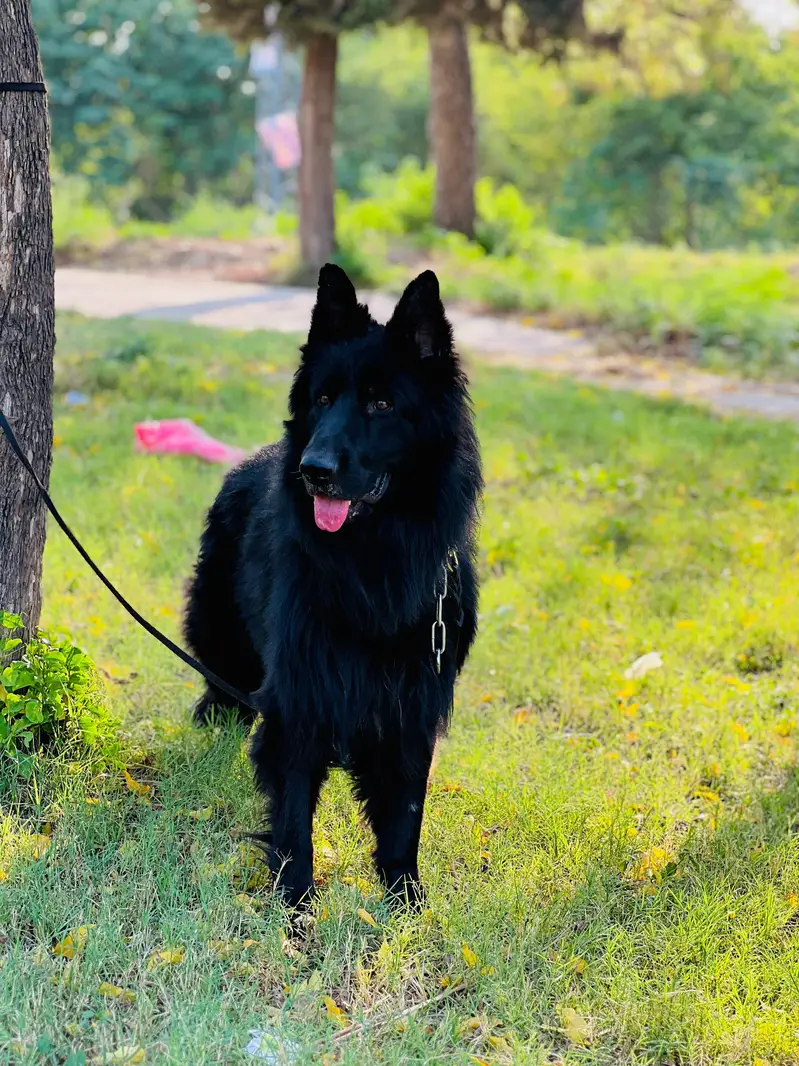 Bkack German shepherd PKU pedigree for sale — photo 5