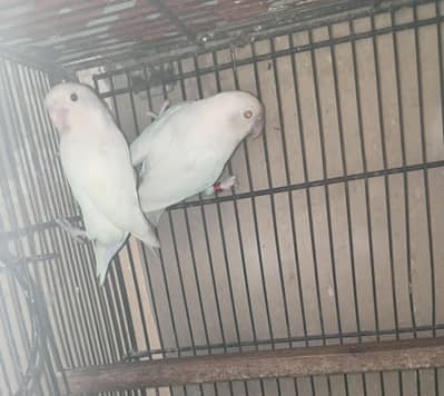 Albino Lovebird Breeding Pair