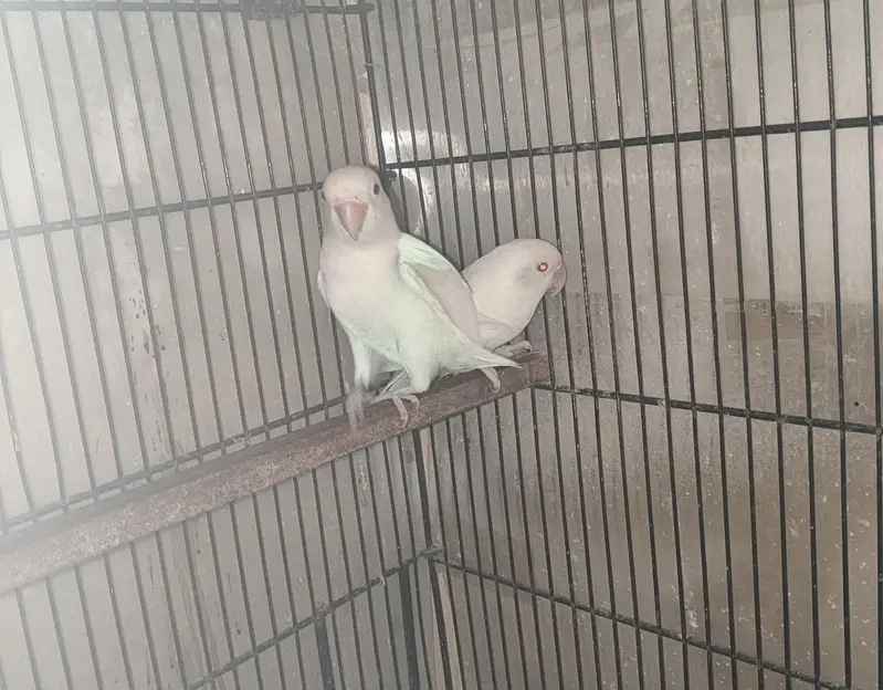 Albino Lovebird Breeding Pair — photo 2