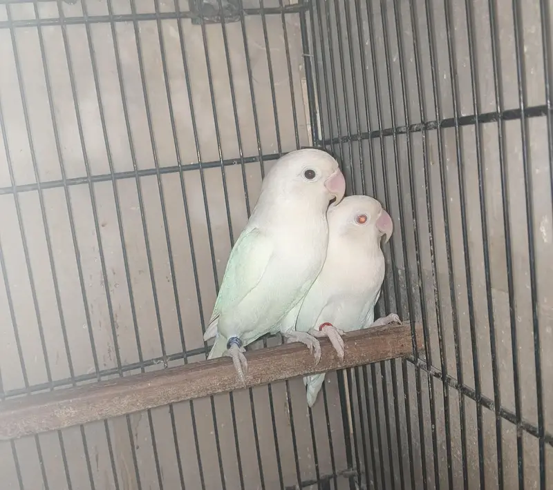 Albino Lovebird Breeding Pair — photo 3
