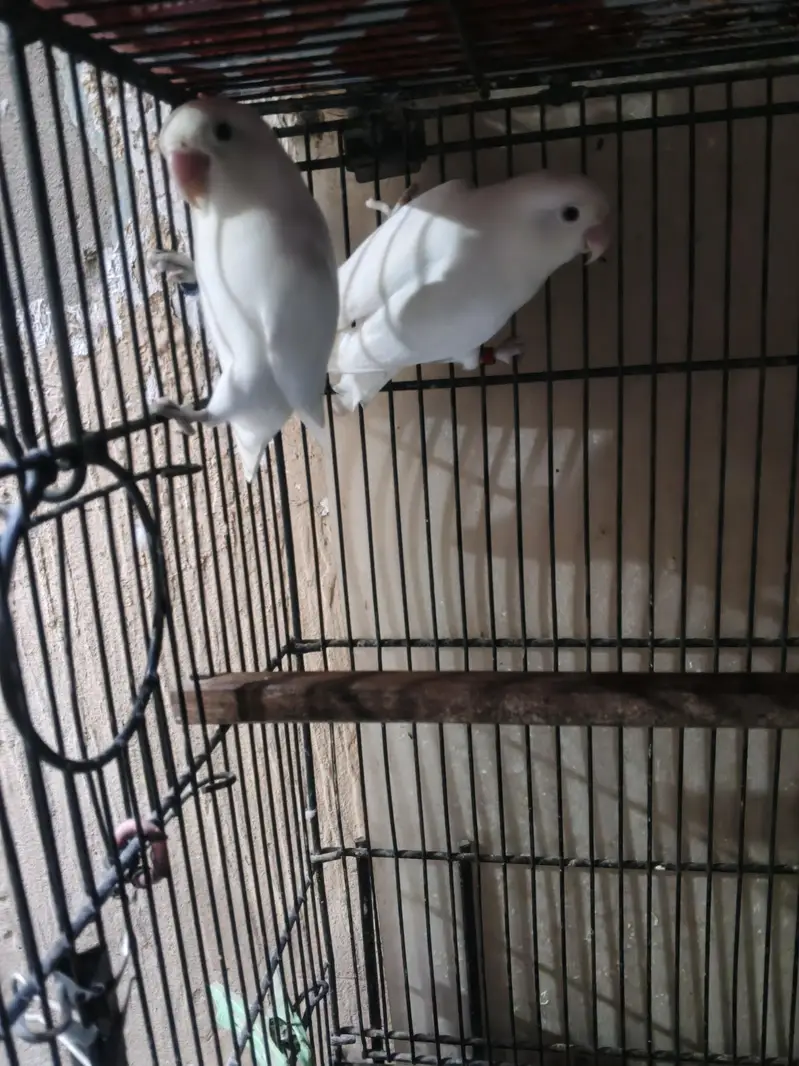 Albino Lovebird Breeding Pair — photo 4