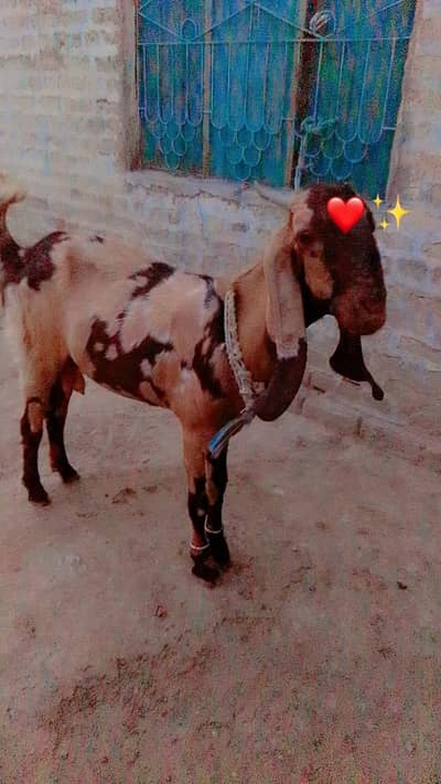 betal goat ha dusre Martaba sanare ha