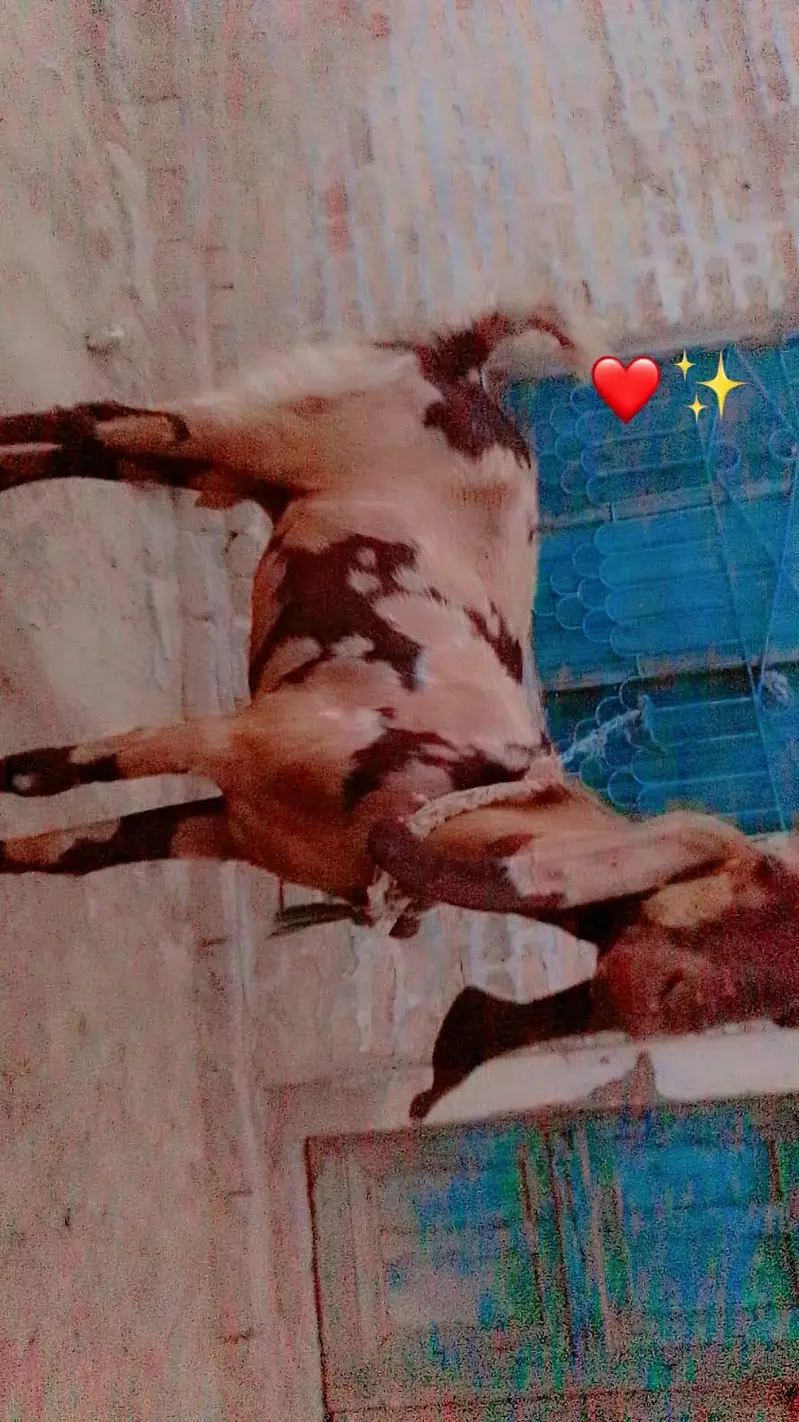betal goat ha dusre Martaba sanare ha — photo 2