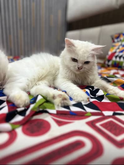 Persian cats pair for sell