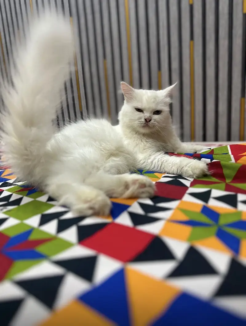 Persian cats pair for sell — photo 2