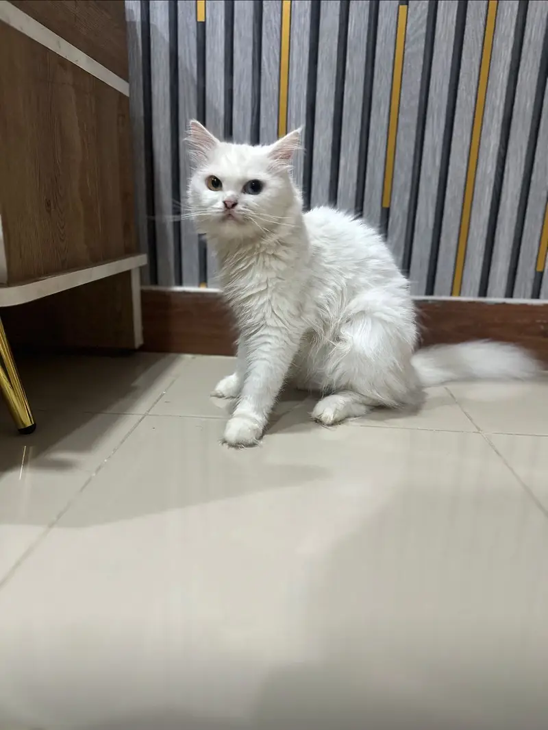 Persian cats pair for sell — photo 3