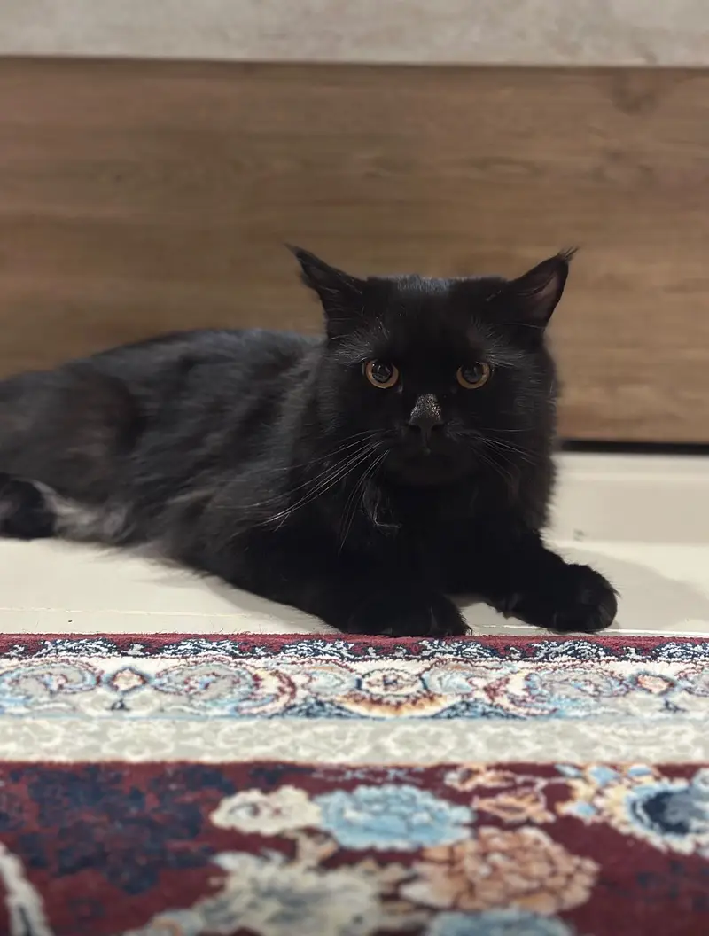 Persian cats pair for sell — photo 5