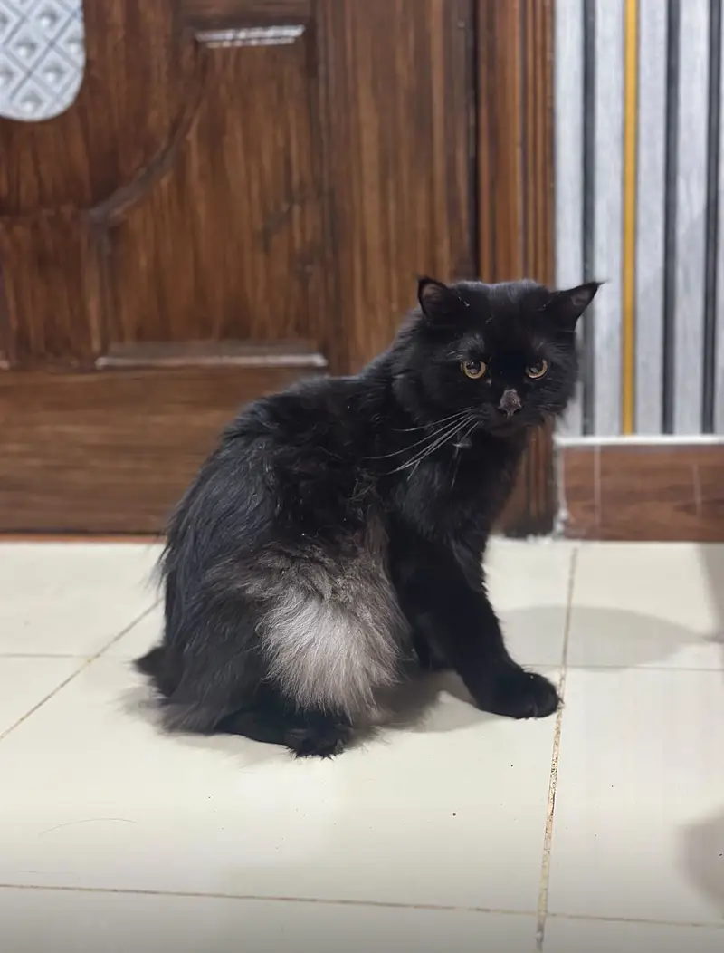 Persian cats pair for sell — photo 6