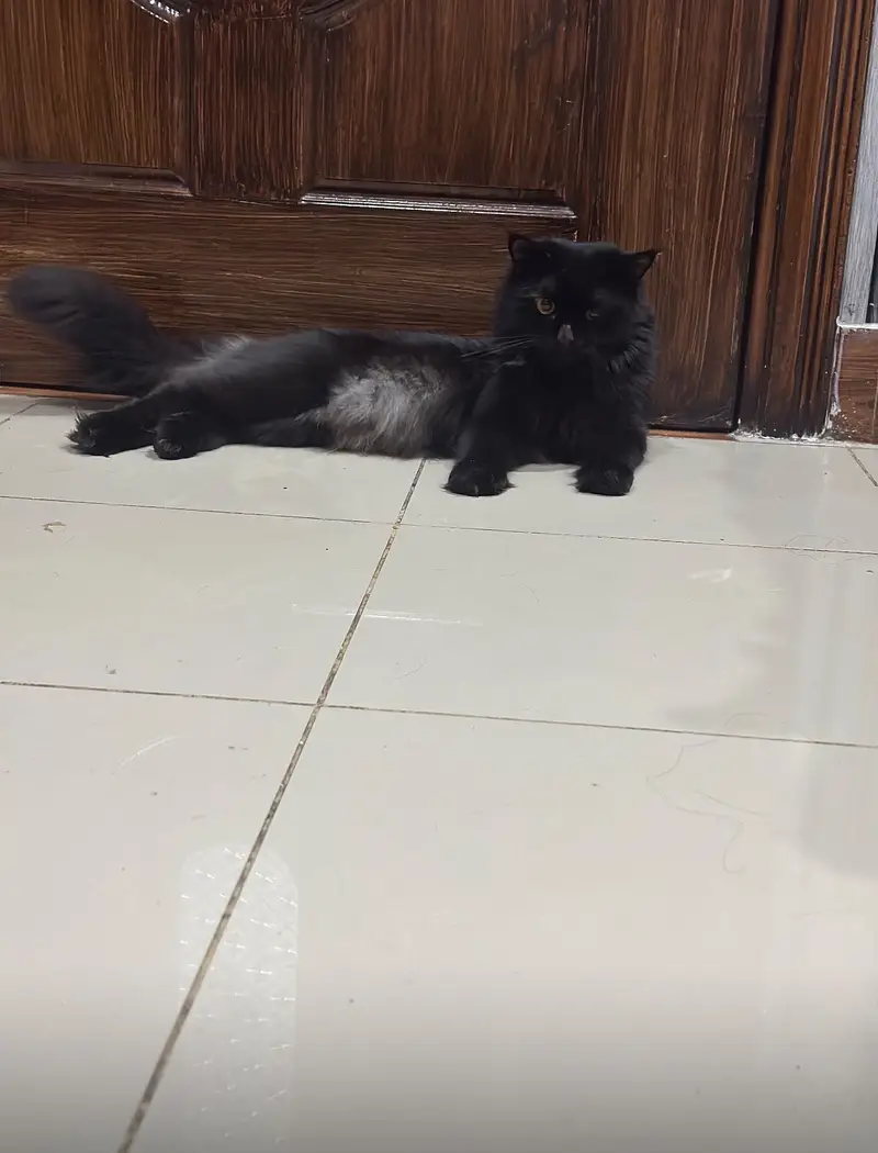 Persian cats pair for sell — photo 9