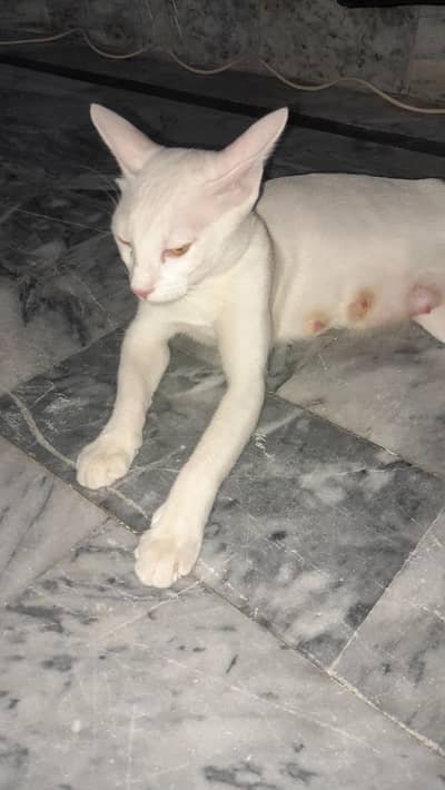 cats for slae