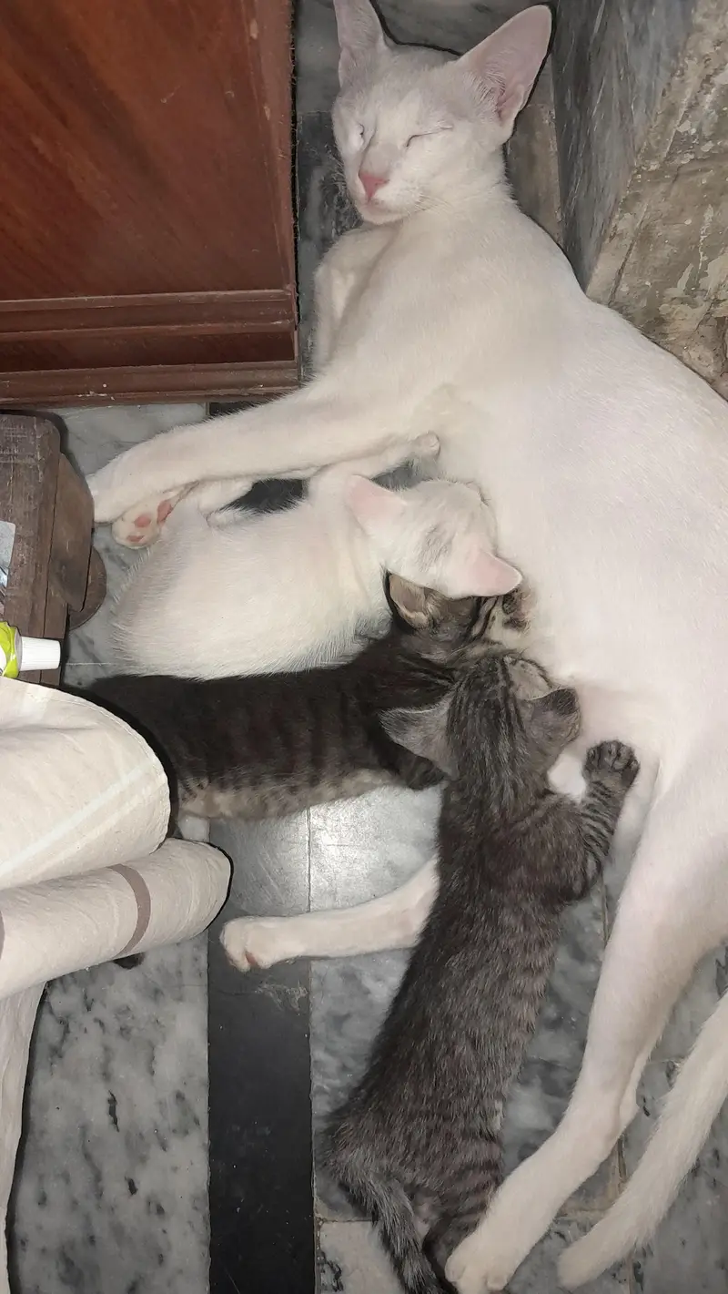 cats for slae — photo 2