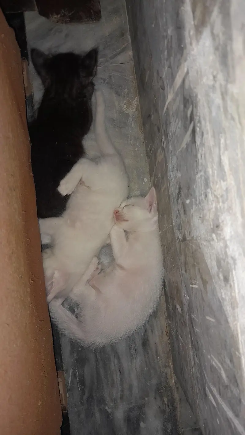 cats for slae — photo 3