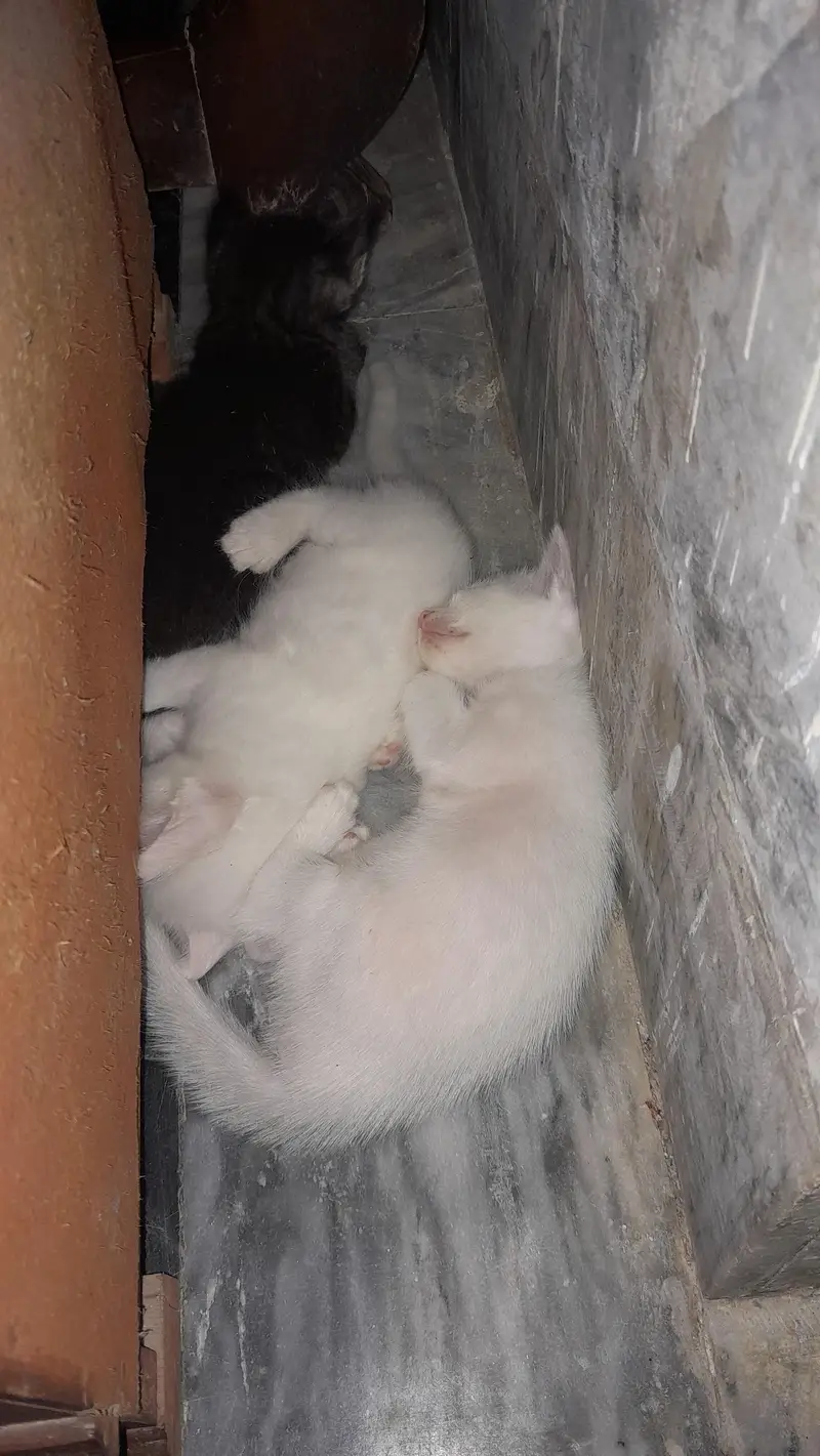 cats for slae — photo 4