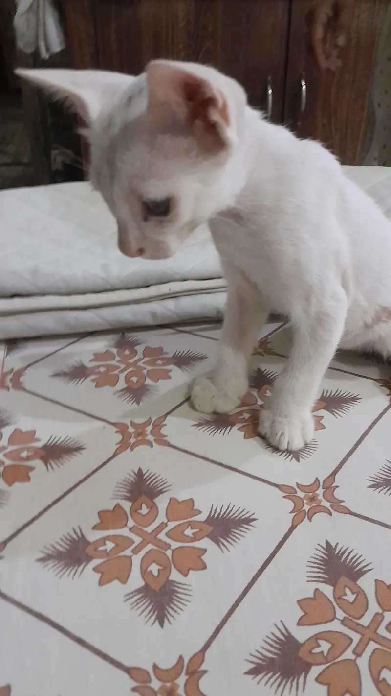 cats for slae — photo 5