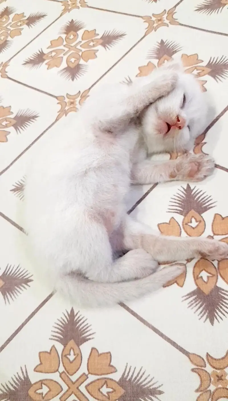 cats for slae — photo 6