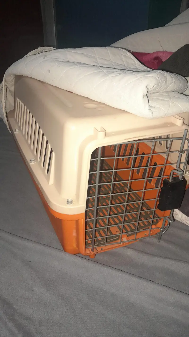 cats for slae — photo 7