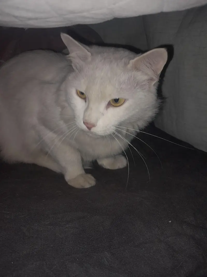 cats for slae — photo 8