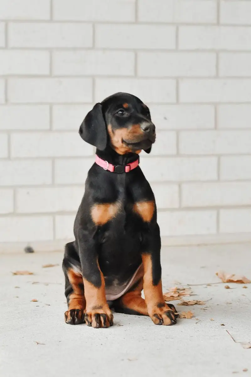 European doberman female puppy — photo 2