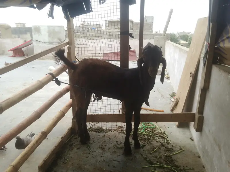 2 bakre hai bital nasal ke watsup 03701653023 — photo 2