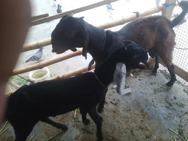 2 bakre hai bital nasal ke watsup 03701653023 — photo 4